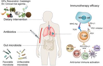 Gut microbiota and dietary intervention: affecting immunotherapy efficacy in non–small cell lung cancer